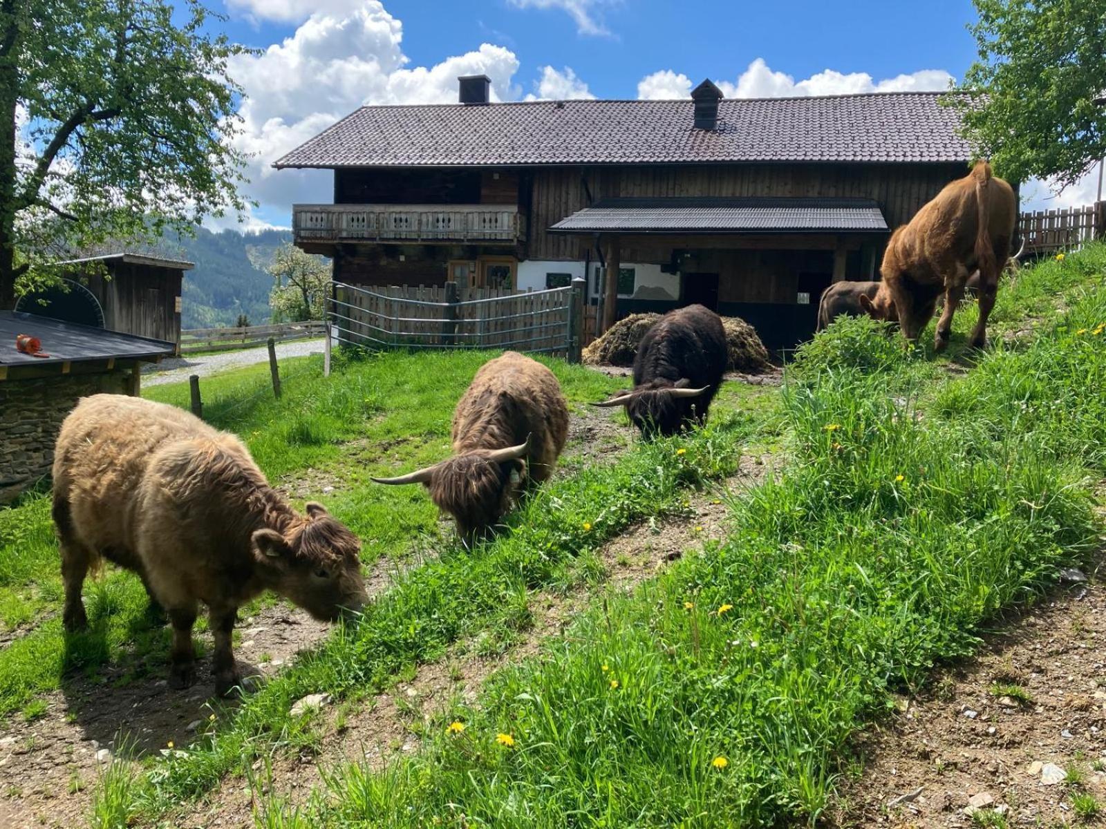 Landhaus Hochkoenig Mühlbach am Hochkönig Exterior foto